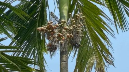 Areca nut growers in distress due to lack of rain  