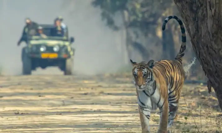 Mobile phone use banned during wildlife safaris