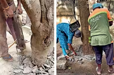 Community action helps free Bengaluru trees from concrete