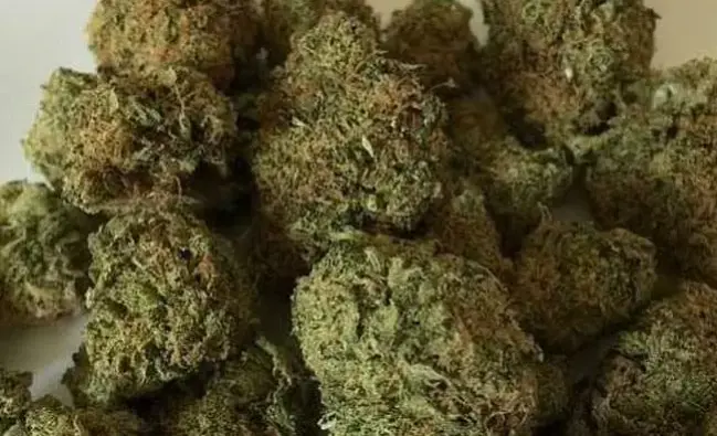 Two held at Bengaluru airport with ganja worth ₹9.67 crore