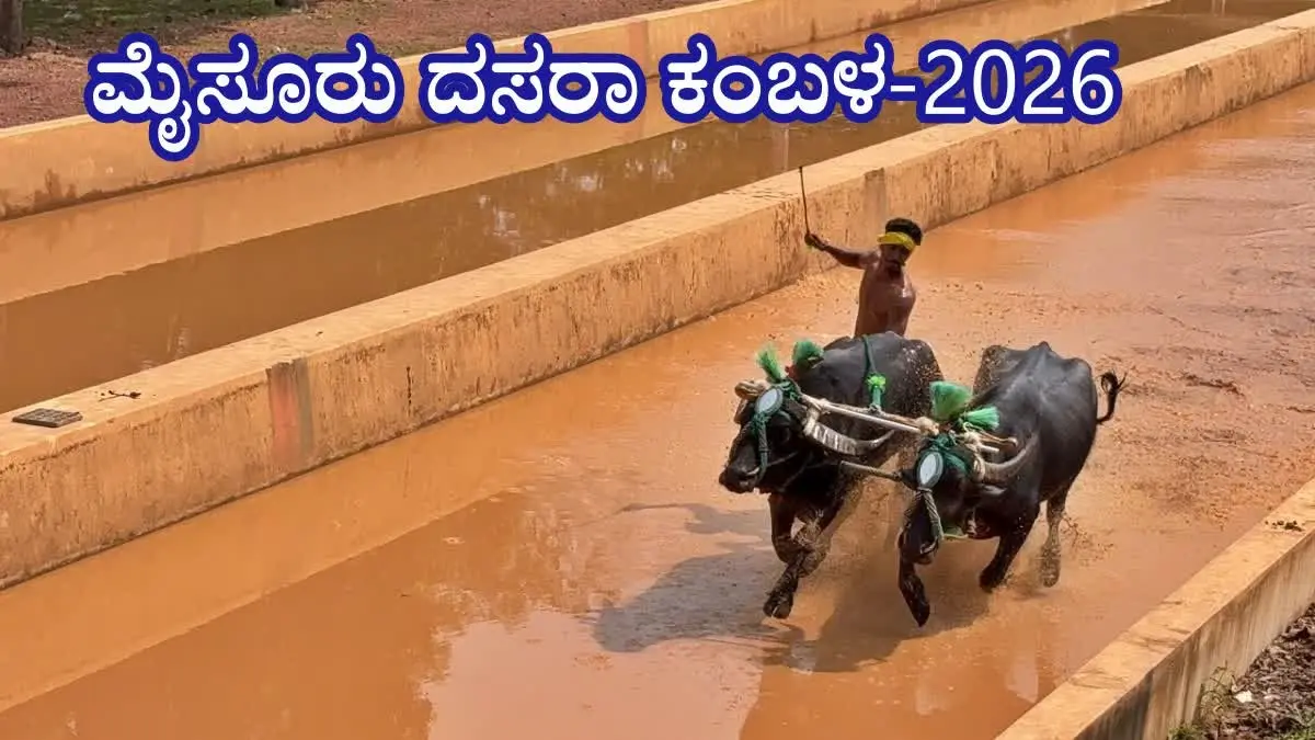 Mysore Dasara Kambala announces buffalo pairs 