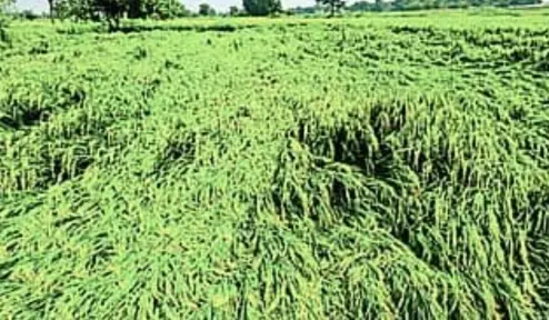 Storm and rain flatten paddy crops, farmers fear heavy losses