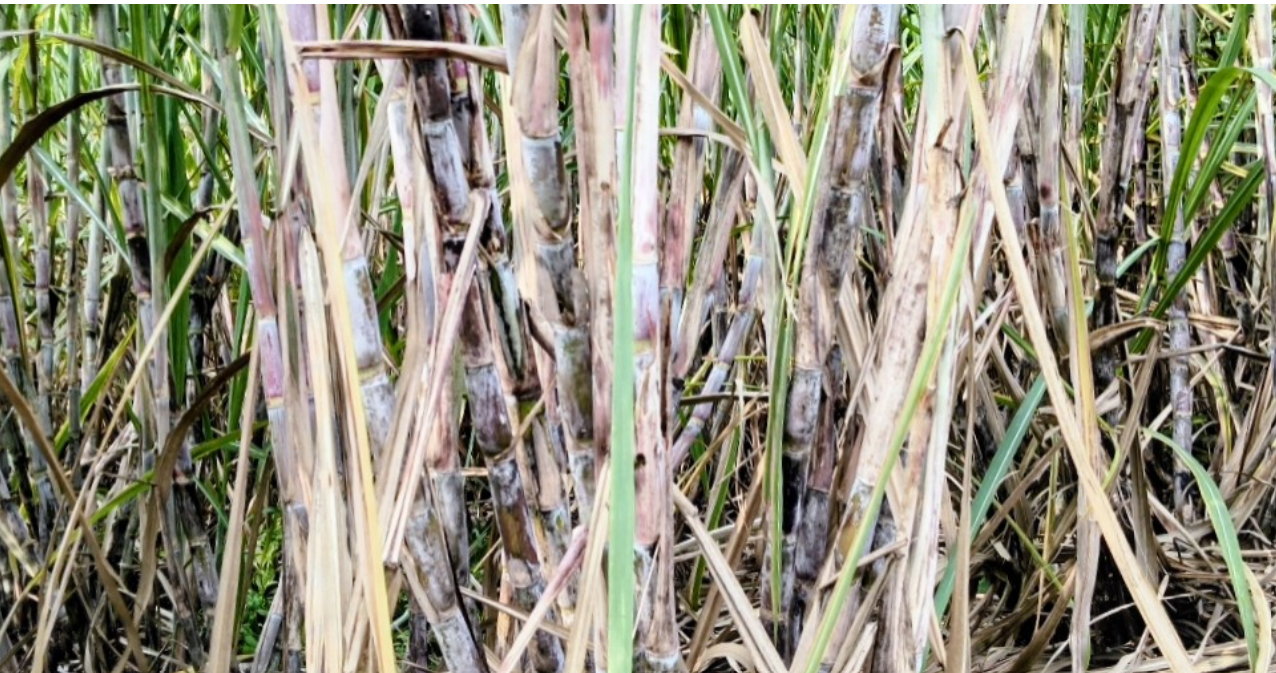 Sugarcane farmers unite across state borders