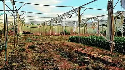 Neglect pushes horticulture farm to the brink of ruin 