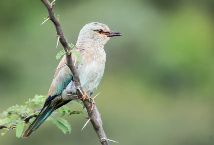 European rollers attract attention with unusual Karnataka sightings