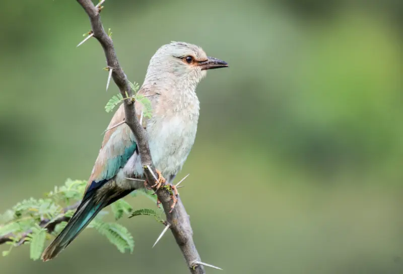 European rollers attract attention with unusual Karnataka sightings