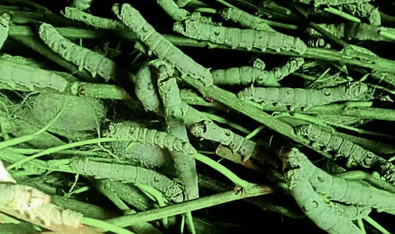 Rising temperatures put sericulture on hold in Udupi
