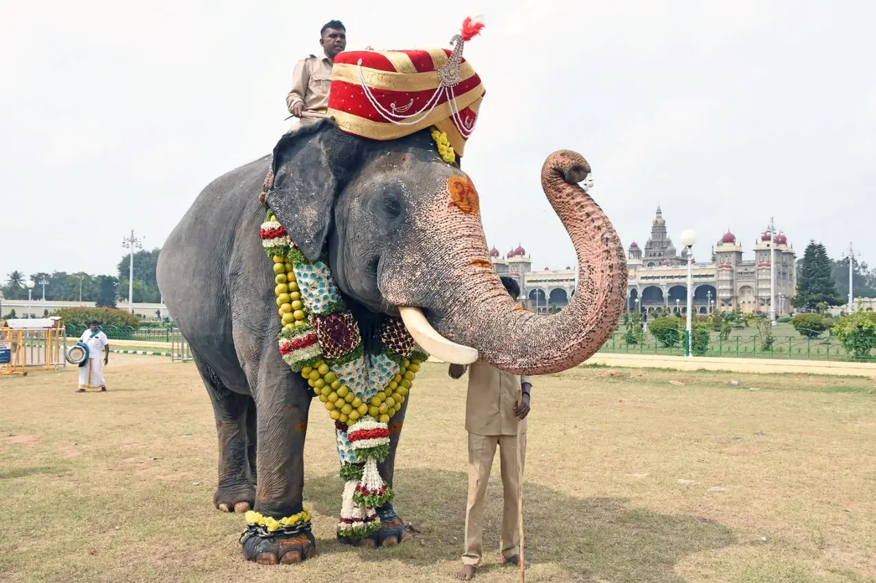 A royal peta for the gentle giant!