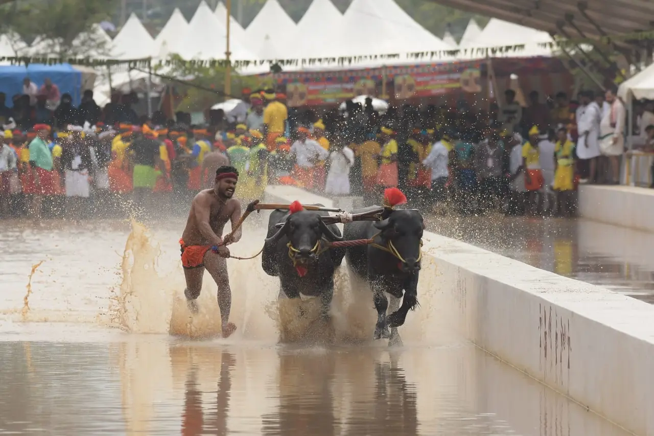 From Tulunadu to Mysuru Kambala makes a historic Dasara debut