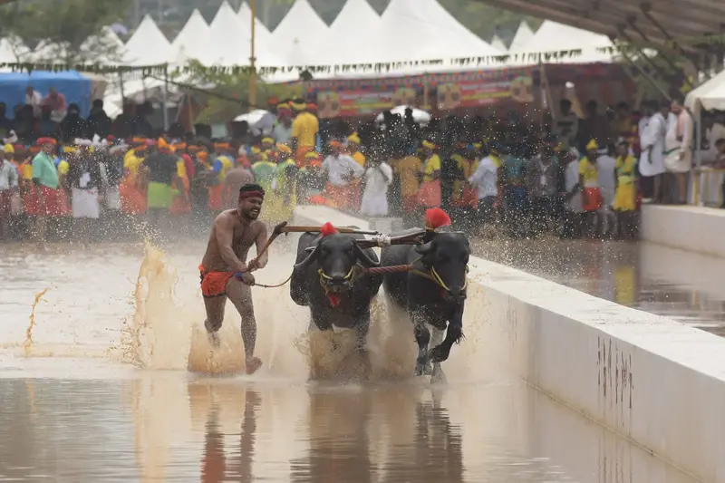 From Tulunadu to Mysuru Kambala makes a historic Dasara debut