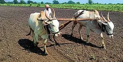 Drought casts shadow on rabi crop sowing