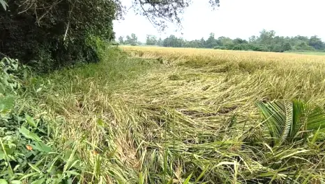Heavy rains, paddy field submerged, crop destroyed
