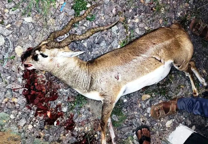 Blackbuck Dies After Road Accident on Raichur–Sindhanur Highway