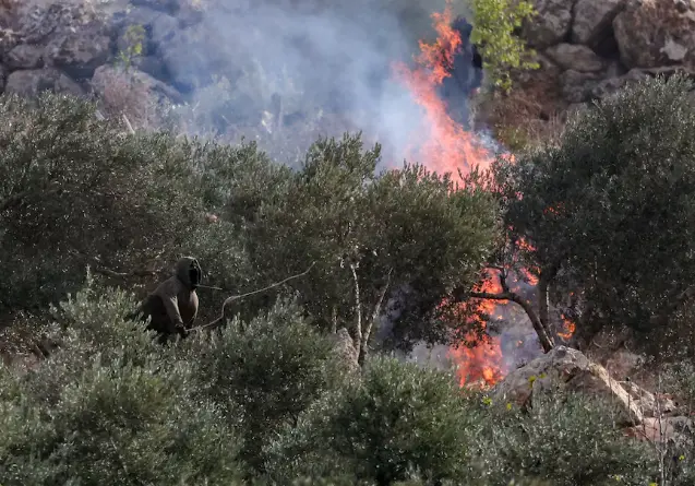 Israeli settlers burn olive trees, injure journalist in West Bank attack