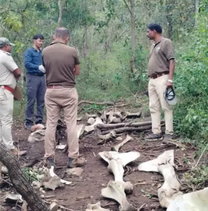 Poaching incidents shock Bandipur Tiger Reserve officials