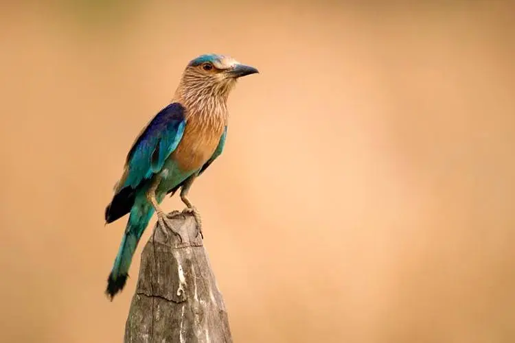 Karnataka Rajyotsava to feature statewide bird census