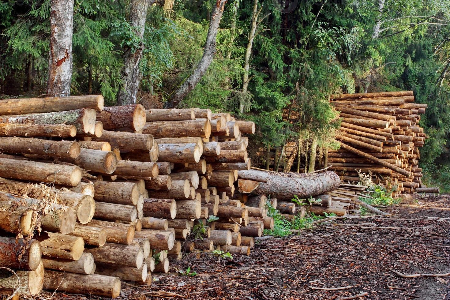 The Silent Crisis: How Deforestation Endangers Indigenous Peoples