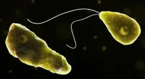 Lakshadweep woman diagnosed with amoebic meningoencephalitis