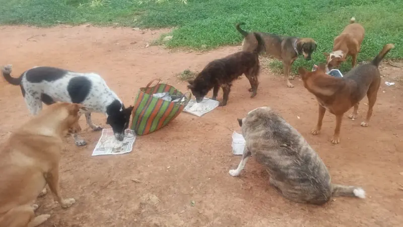 GBA spends Rs 3.33 lakh per month on 100 stray dogs
