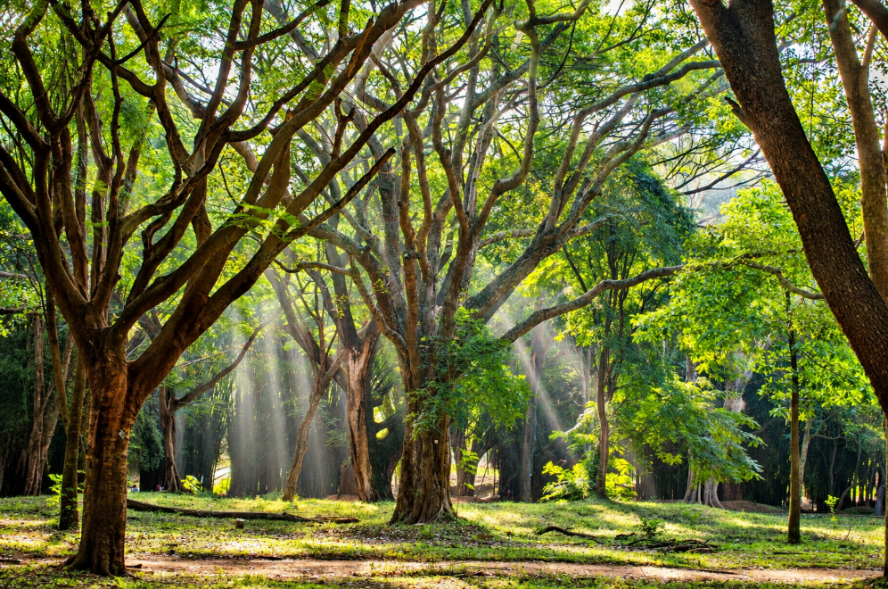Cubbon Park entry fee proposal under deliberation