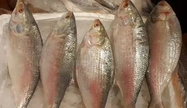 Hilsa arrives from Bangladesh; prices worry retailers