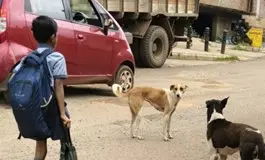 HDMC’s Dog Adoption Drive: 48 Homes Found in 15 Days
