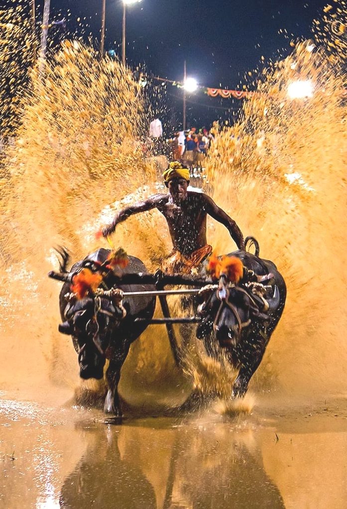 Registration Opens for first-ever Mysuru Dasara Kambala