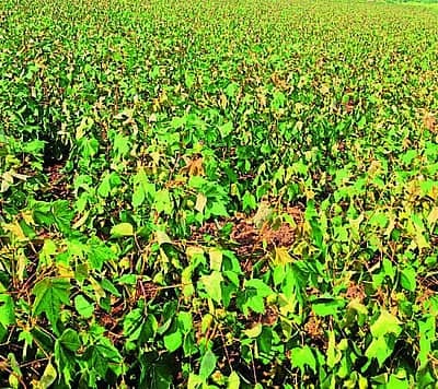 Drought devastates cotton crop, farmers fear losses
