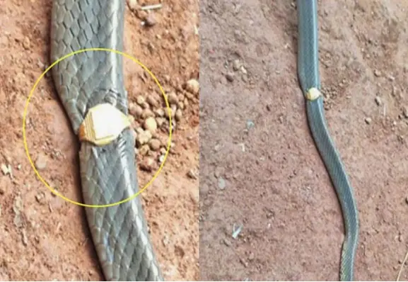 Snake rescued after gold ring shock incident