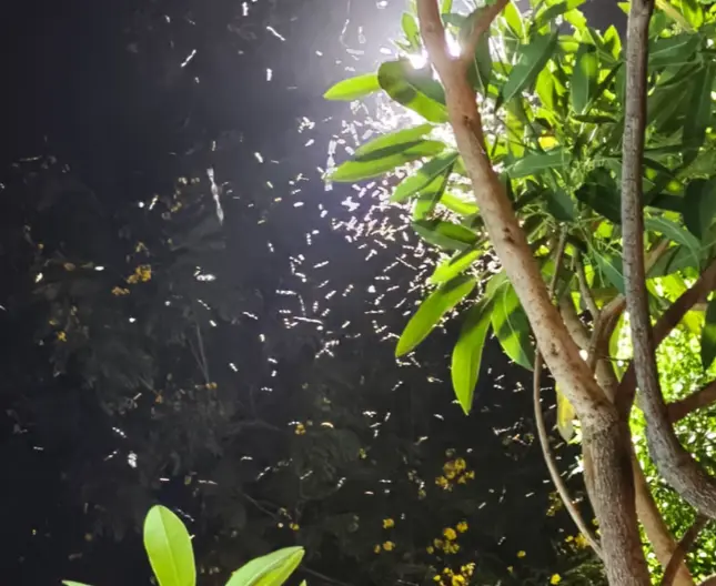 Residents urge civic body to act on surge in light-attracted insects