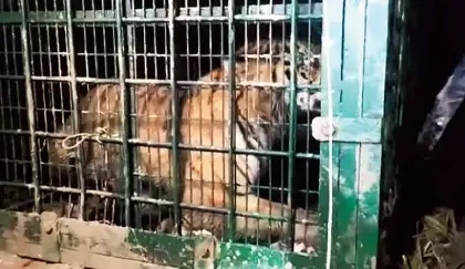 Tiger Trapped in Cage, Villagers Relieved After Months of Fear